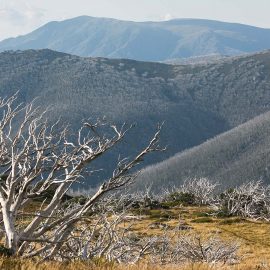 Australian Alps Walking Track