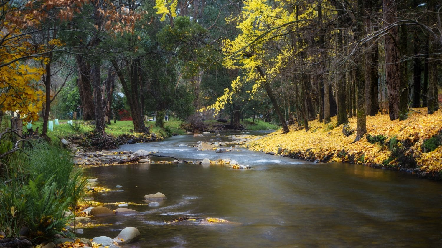 Autumn colours along the Ovens River near Harrietville, symbolising seasonal change in market conditions