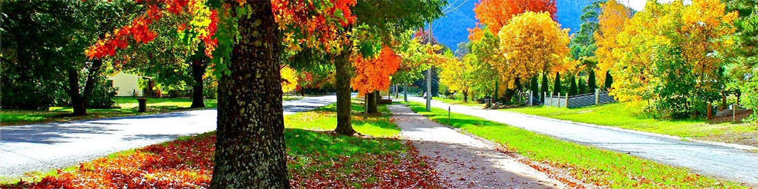 Short Walks Harrietville