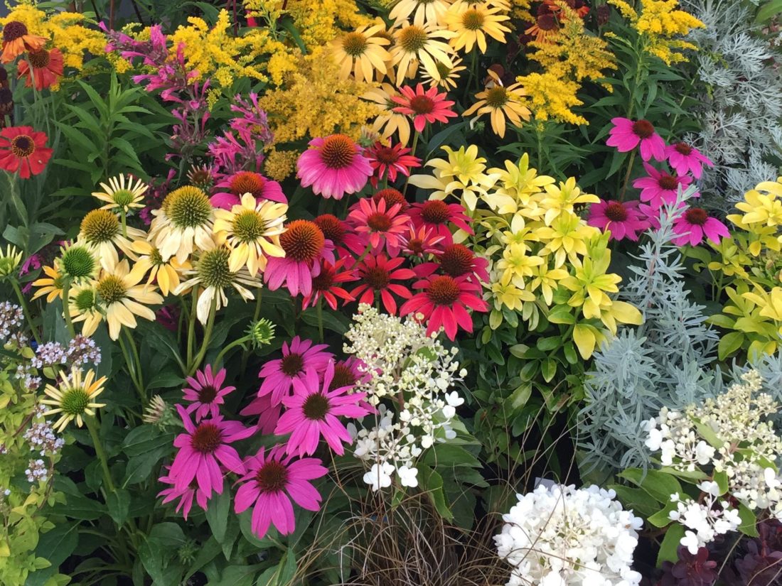 Summer colour flowers