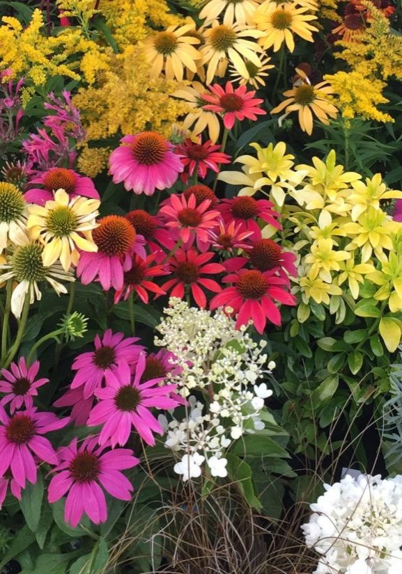 Summer colour flowers