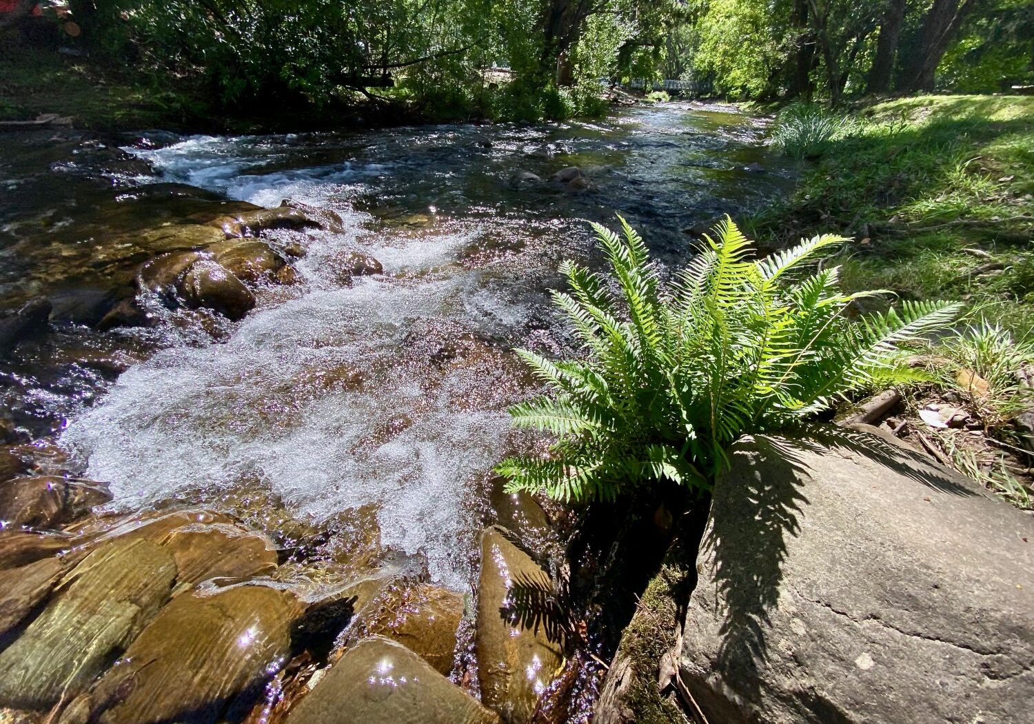 river swim harrietville summer 4_3